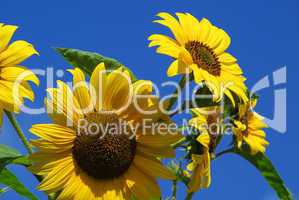 Sonnenblumen - sunflowers 24