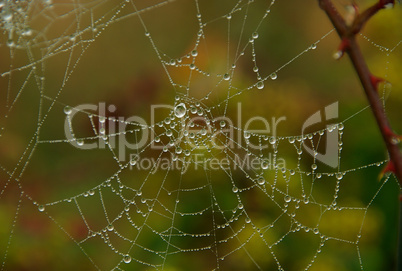 Spinnennetz - cobweb 02
