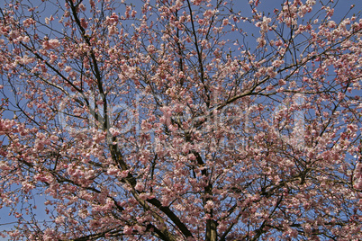 Prunus, Japanischer Kirschbaum