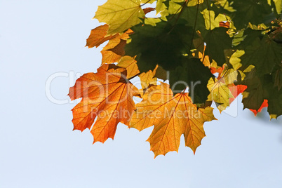 Acer platanoides, Spitz-Ahorn im Herbst