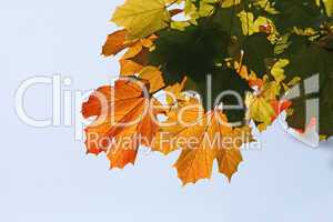 Acer platanoides, Spitz-Ahorn im Herbst
