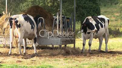 Cows eat in the manger on farm