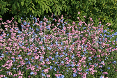 Myosotis sylvatica, Vergissmeinnicht-Mischung