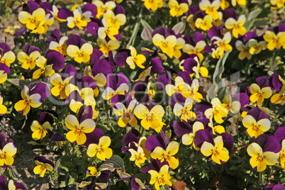 Viola cornuta 'Four Seasons Purple Wings', Horn-Veilchen