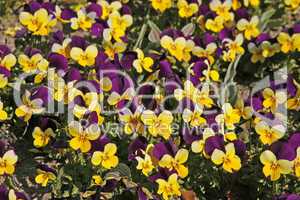 Viola cornuta 'Four Seasons Purple Wings', Horn-Veilchen