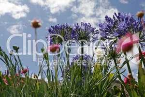 Agapanthus, Lilien im Sommerblumenbeet