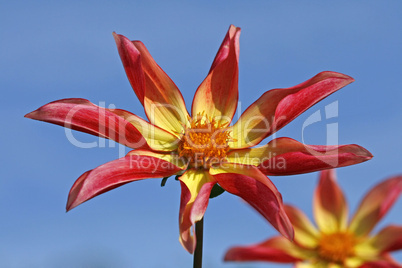 Dahlia 'Houka Surprise', Dahlie