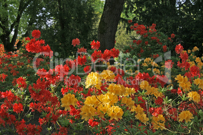 Rhododendron-Hybroden