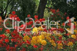 Rhododendron-Hybroden