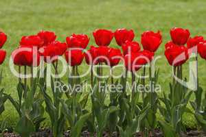 Rote Tulpen