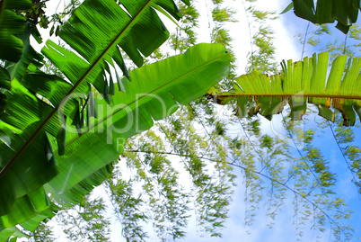Banana And Bamboo Leaves