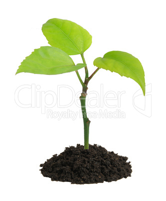 Growing green plant