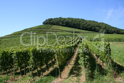 Weinberge