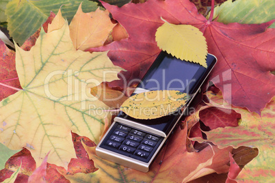 Mobile phone on autumn foliage