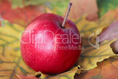 Red apple on autumn leaves