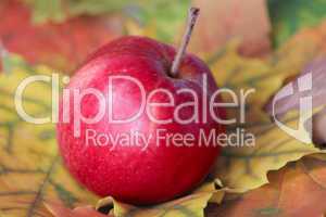 Red apple on autumn leaves