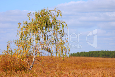 Autumn lonely birch