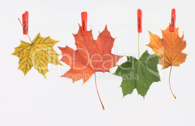 Autumn leaves on a linen cord