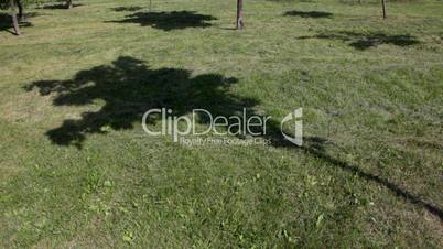 Shadow from tree on grass in sunny day