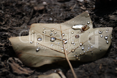 Autumn leaf with drops on ground, macro