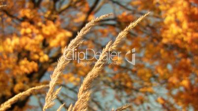 Dry autumn grass against the yellow maple leaves