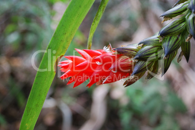 Red flower