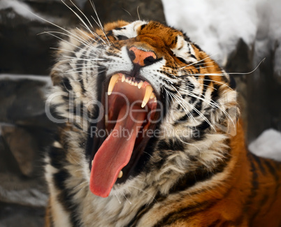 Yawning tiger