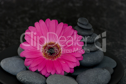 Gerbera pin k