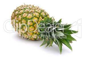 Ananas - pineapple 08