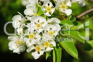 Birnbaumblüte - flowering of pear tree 04