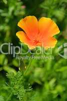 Kalifornischer Mohn - California poppy 15