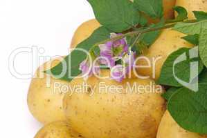 Kartoffel - potato 06
