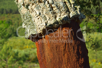 Korkeiche - cork oak 13