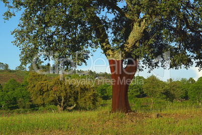 Korkeiche - cork oak 17