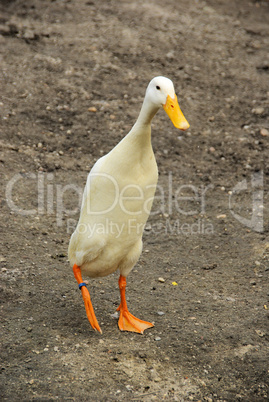 Laufente - runner duck 05