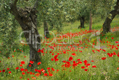 Mohn unter Olivenbaum - poppy and olive tree 10