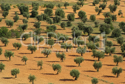 Olivenhain - olive grove 08