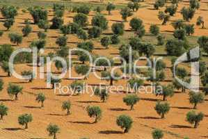 Olivenhain - olive grove 08