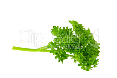 Petersilie - parsley 09