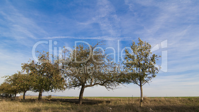 Bäume vor blauem Himmel