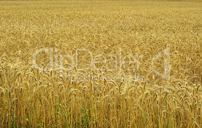 Roggenfeld - rye field 01