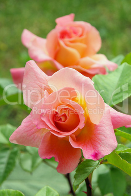 Rose 39
