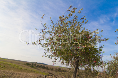 Apfelbaum mit sehr roten Äpfeln