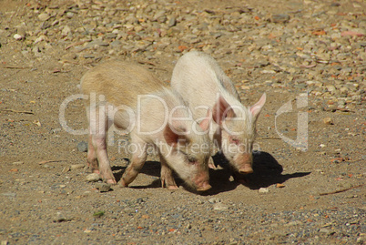 Schwein - pig 02