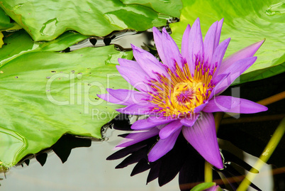 Seerose - water lily 15