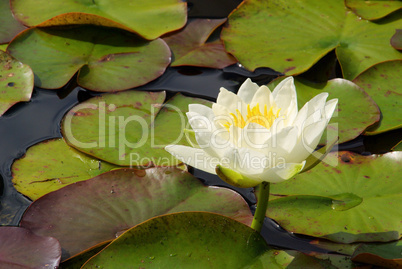 Seerose - water lily 18
