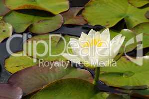 Seerose - water lily 18