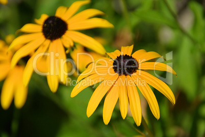 Sonnenhut - black-eyed Susan 06