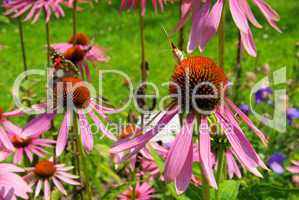 Sonnenhut Purpur - Purple Coneflower 25