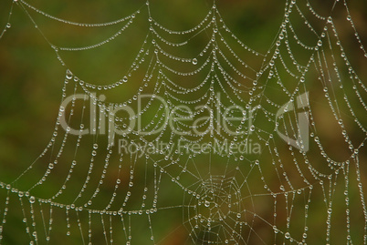 Spinnennetz - cobweb 05